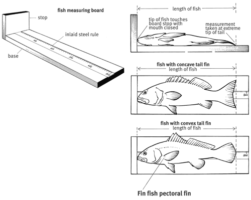 FishMeasuringBoard-lindr-500
